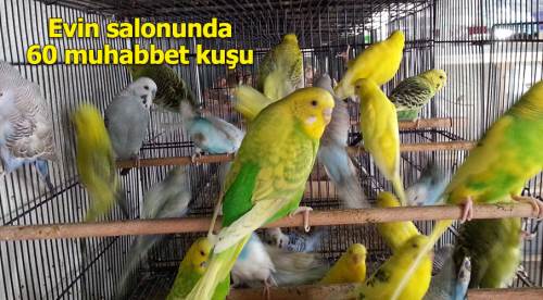Evinin salonunda 60 muhabbet kuşu besliyor