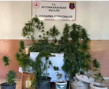 Evlerinin Bahçesine Kenevir Eken İki Şahsı Jandarma Yakaladı
