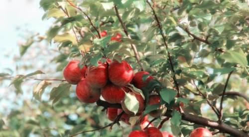 Eylül Ayında Budanması Gereken 3 Ağaç: Bahçenizde Sağlıklı Gelişim İçin İpuçları