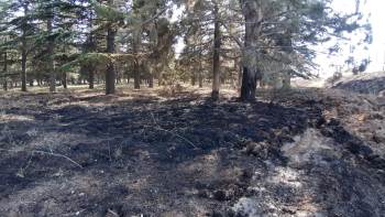 Fabrika Bahçesinde Çıkan Yangında Çam Ağaçları Zarar Gördü
