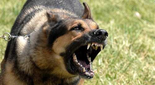 Fabrikanın köpeği işçiyi hastanelik etti