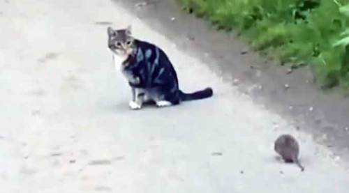 Fare kediye kafa tuttu, sosyal medyayı salladı!