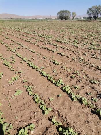 Fasulye Ekili Alanları Don Vurdu
