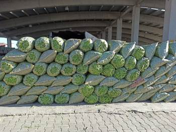 Fasulye Fiyatı İle Hem Üreticisinin Hem De Esnafın Yüzünü Güldürmeye Başladı
