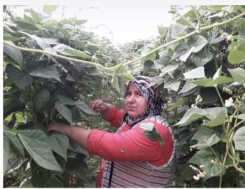 Fasulye Fiyatları Çiftçinin Yüzünü Güldürdü
