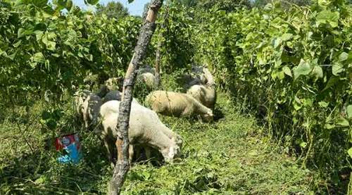 Fasulye tarlasında hayvanlarını otlattı