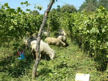 Fasulye Tarlasında Hayvanlarını Otlattı
