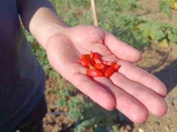 Faydaları Saymakla Bitmeyen Meyve Bilecik’Te İlk Kez Dikildi
