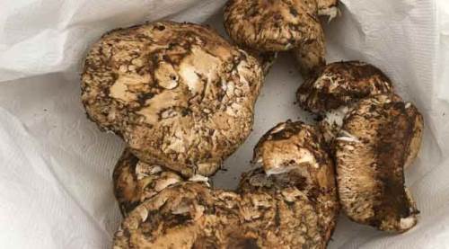 Faydası saymakla bitmiyor! Fiyatı ise cep yakıyor...