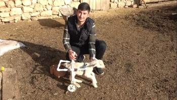 Felçli Kuzuya Yürüteç Yaptı
