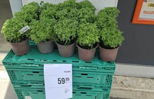 Fesleğen fiyatı dikkat çekti
