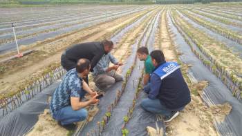 Fidan, Fide Üretimi, Satışı, Kontrol Ve Denetimi Yapıldı
