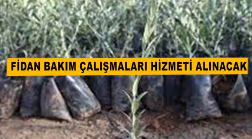 Fidan bakım çalışmaları hizmeti alınacak