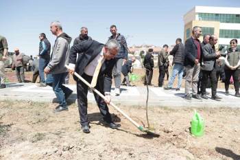 Fidanlar, Bal Ormanına Dönüşecek
