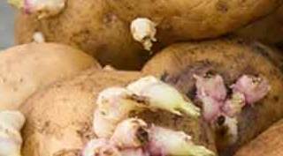 Filizlenmiş patates yenir mi? Filizlenmiş patates ne yapılır?