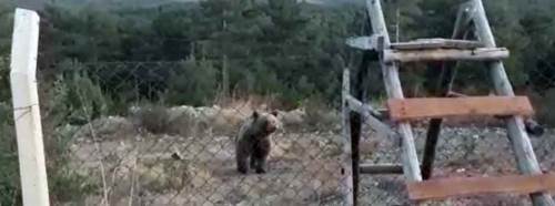 Film değil gerçek! Ayı ile arkadaş oldular!