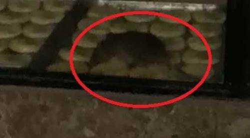 Fırın tezgâhındaki görüntü mide bulandırdı!