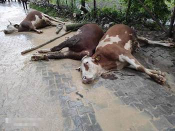 Fırtınadan Devrilen Ağaç Elektrik Tellerini Kopardı, 4 Büyükbaş Hayvan Akıma Kapıldı
