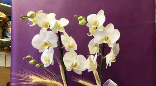 Fiyatı dudak uçuklatıyor, yüzde 100 arttı!