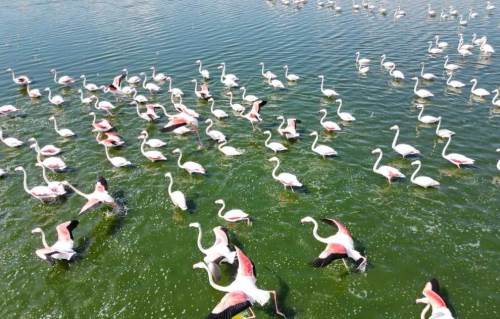 Flamingolar, Afyonkarahisar’da baharı karşıladı