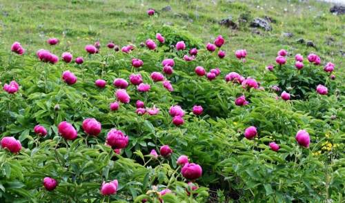 Fotoğrafını çek, ama dokunma: Şakayık için rekor para cezası