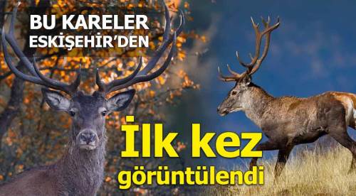 Fotoğraflar Eskişehir'den! İlk kez görüntülendi