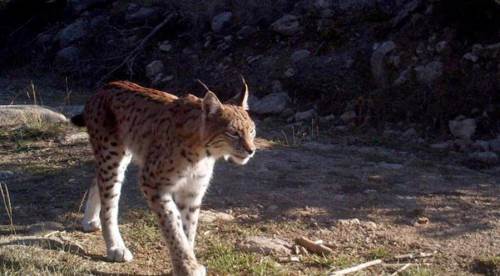 Fotokapan Nedir? Kullanım Alanları Nelerdir?