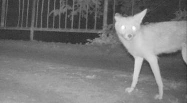 Fotokapana yakalanan yaban hayvanları