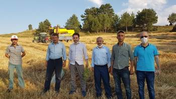 Gazel, Aslanapa İlçesinde İncelemelerde Bulundu
