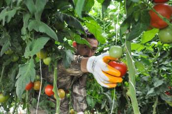 Gazeteciliği Bıraktı Köyünde Sera Kurup Domates Yetiştirmeye Başladı
