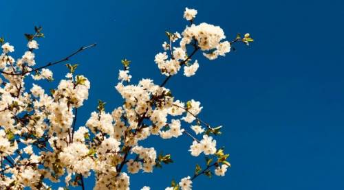 Gece ile gündüz eşitleniyor: 21 Mart’ta doğa yeni bir döngüye giriyor