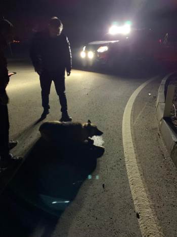 Gece Korona Denetimine Çıkan Kaymakam Yaralı Köpeğin İmdadına Yetişti

