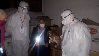 Gece Yarısı Alınan Özel İzinlerle Trafik Kazası Geçiren 3 Köpek İstanbul’A Götürüldü
