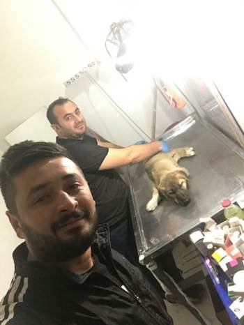 Gece Yarısı Yaralı Köpek İçin Seferber Oldular
