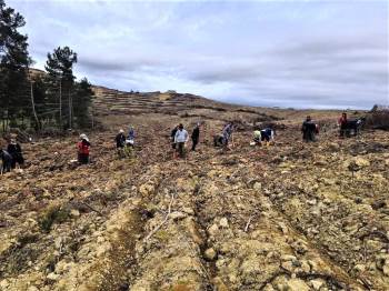 Gediz’De 142 Bin 770 Adet Kızılçam Fidanının Dikimine Başlandı
