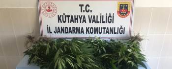 Gediz’De 50 Kök Kenevir Ele Geçirildi
