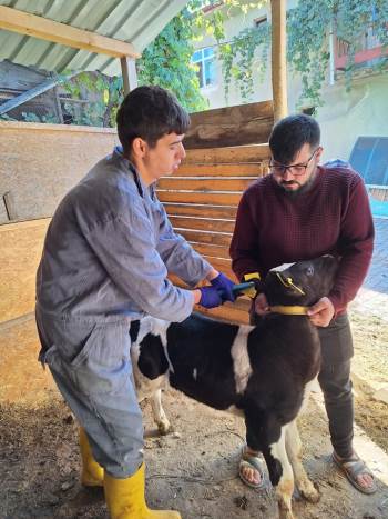 Gediz’De Büyükbaş Hayvanlara Şap Aşısı Uygulaması
