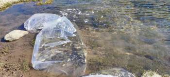 Gediz’De Göletlere 200 Bin Sazan Bırakıldı
