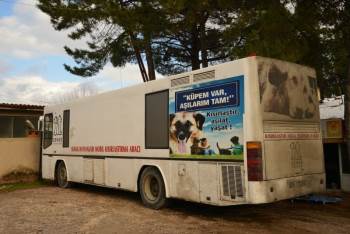 Gediz’De Sahipsiz Sokak Hayvanları İçin Çalışmalar Başlatıldı
