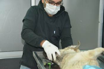 Gediz’De Sokak Hayvanları İçin Kısırlaştırma, Aşılama, Küpeleme Ve Kayıt Altına Alma Çalışmaları
