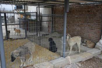 Gediz’De Sokak Hayvanları İçin Yürütülen Çalışmalar Tamamlandı
