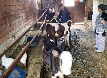 Gediz’De Sonbahar Şap Aşılama Çalışmaları Tamamlandı
