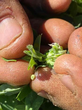 Gediz’De Yonca Yortumlu Böceği Uyarısı
