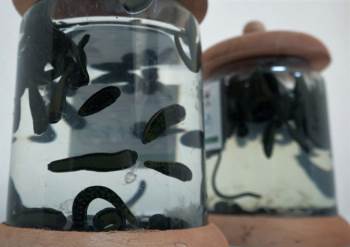 Geleneksel Tıbbi Yöntemler
