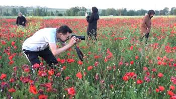 Gelincik Tarlaları Görenleri Mest Ediyor
