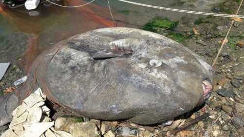 GEMLİK'TE AĞA TAKILDI