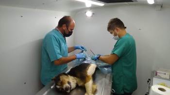 Genel Sekreter Koyak: “ Köylerde 1 Yılda 949 Hayvanın Kısırlaştırma Ve Bakımı Yapıldı”
