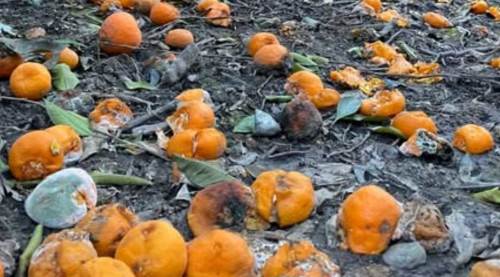 Gıda israfının önüne geçemiyoruz!