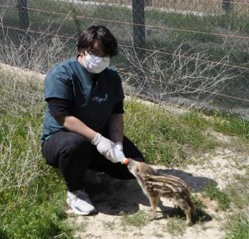 Göbek Bağları Dahi Kopmayan Yaban Domuzlarından Biri Hayata Böyle Tutundu
