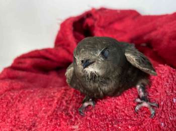 Göç Yolunda Yorgun Düşen Ebabil Kuşu Tedavi Altına Alındı
